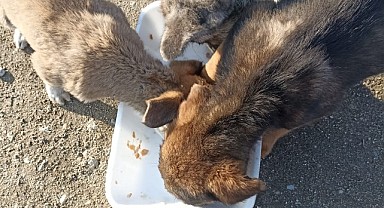 Orhangazi Belediyesinden Sokak Hayvanlarına Aşılama ve Besleme Çalışması